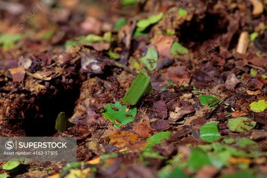 ECUADOR, AMAZON BASIN, NEAR COCA, RAIN FOREST, LEAF-CUTTER ANTS AT NEST