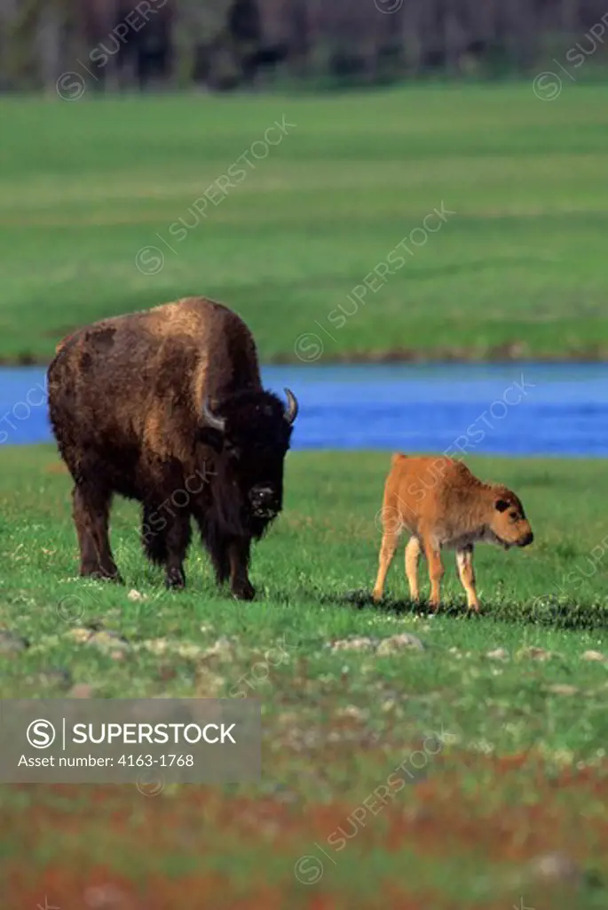 USA, WYOMING, YELLOWSTONE NP, FOUNTAIN FLATS, BISON COW WITH CALF
