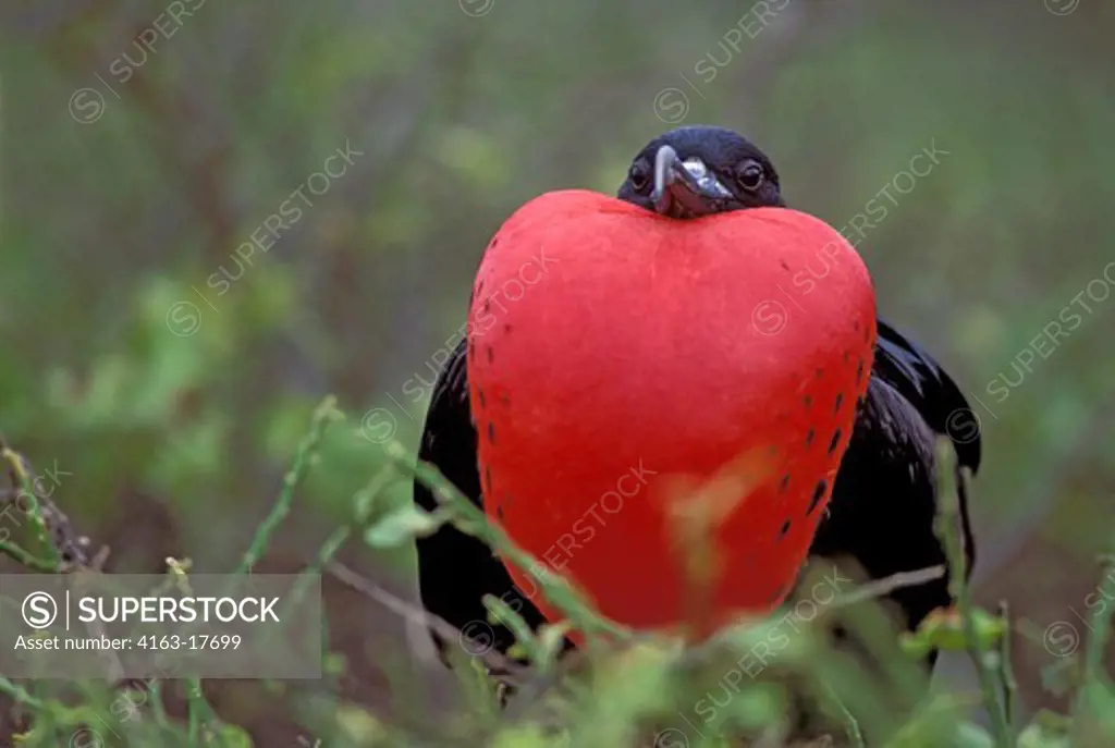 ECUADOR, GALAPAGOS ISLAND, TOWER IS., MALE FRIGATE BIRD WITH INFLATED THROAT POUCH