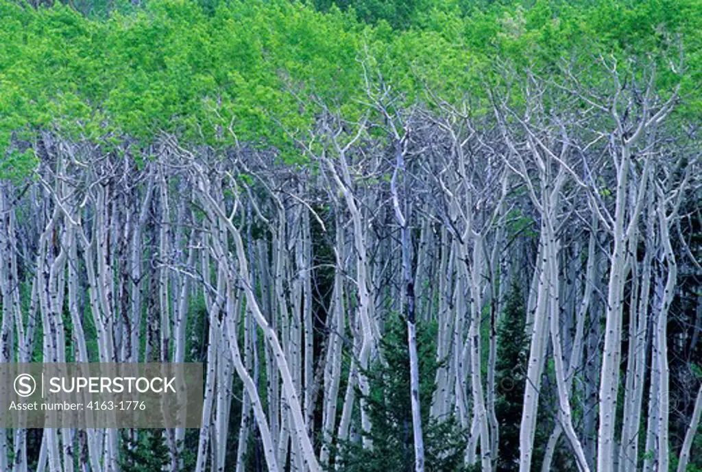 USA, MONTANA, RED ROCK LAKES NATIONAL WILDLIFE REFUGE, ASPEN FOREST