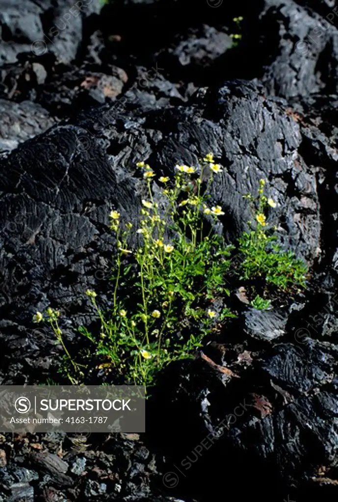 USA, IDAHO, CRATERS OF THE MOON NATIONAL MONUMENT, CINQUEFOIL FLOWERS GROWING IN LAVA