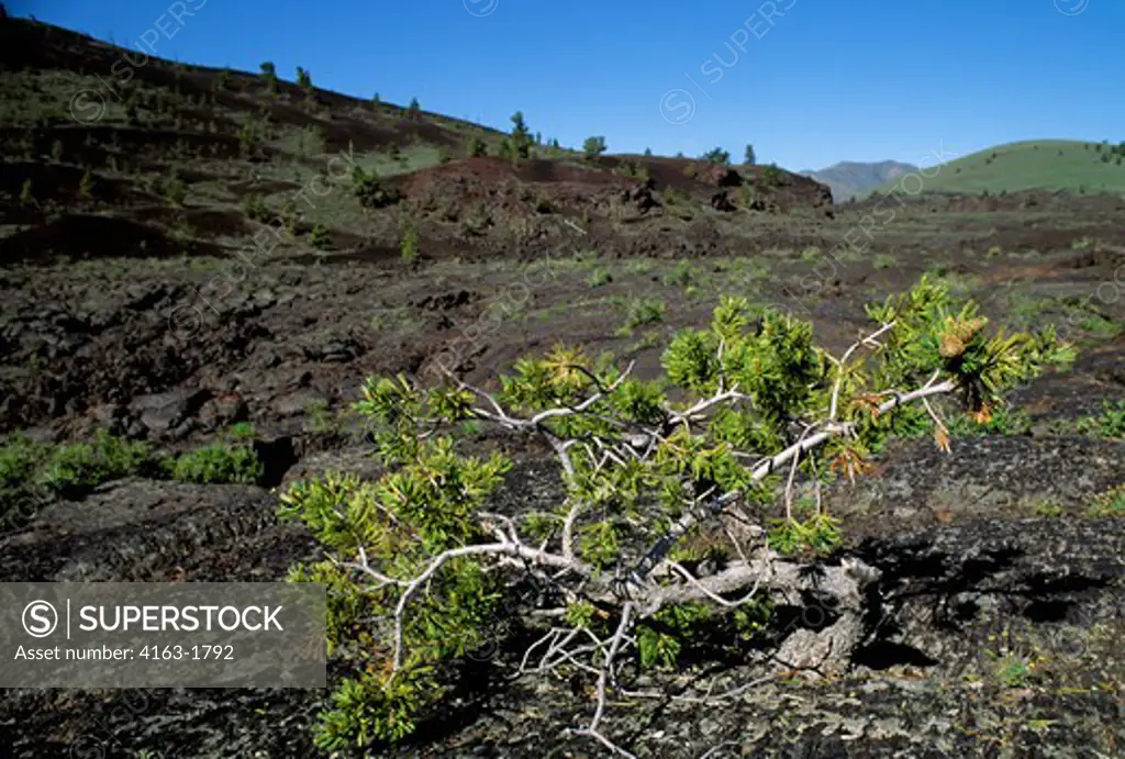 USA, IDAHO, CRATERS OF THE MOON NATIONAL MONUMENT, LIMBER PINE