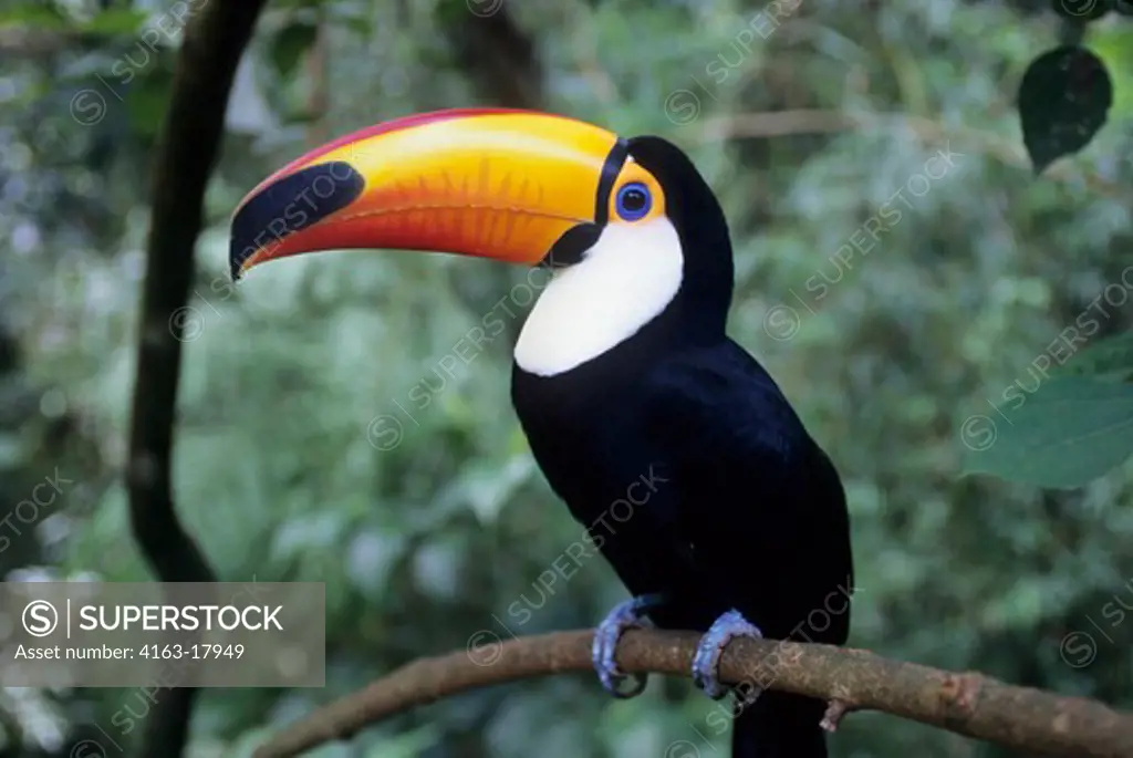 BRAZIL, IGUASSU, TOCO TOUCAN