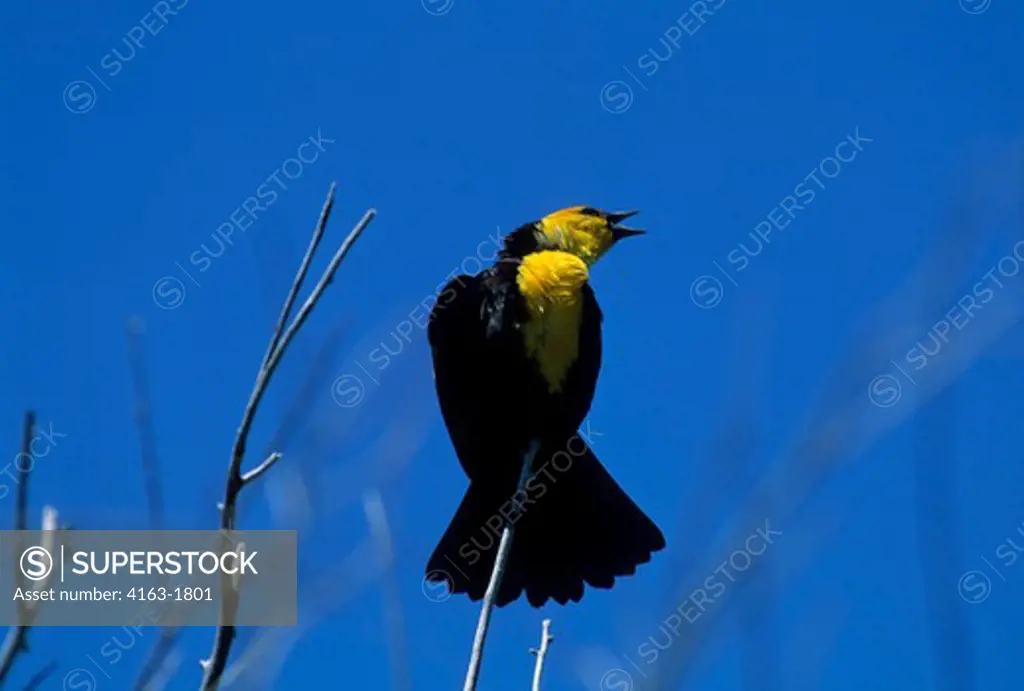 USA, IDAHO, TARGHEE NATIONAL FOREST, YELLOW-HEADED BLACKBIRD