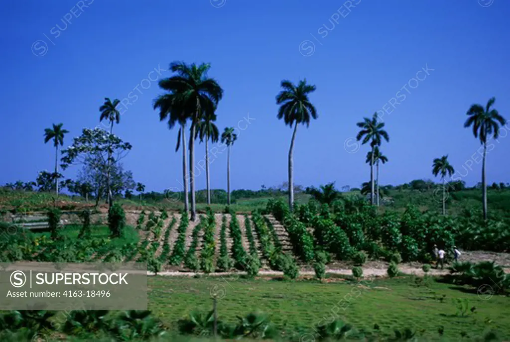 CUBA, NEAR HAVANA, FIELDS AND ROYAL PALM TREES