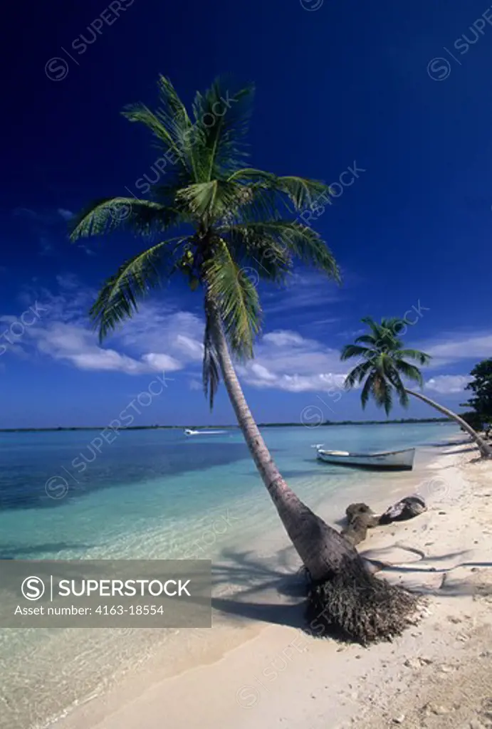 HONDURAS, BAY ISLANDS, UTILA ISLAND, BEACH WITH COCONUT PALM TREES