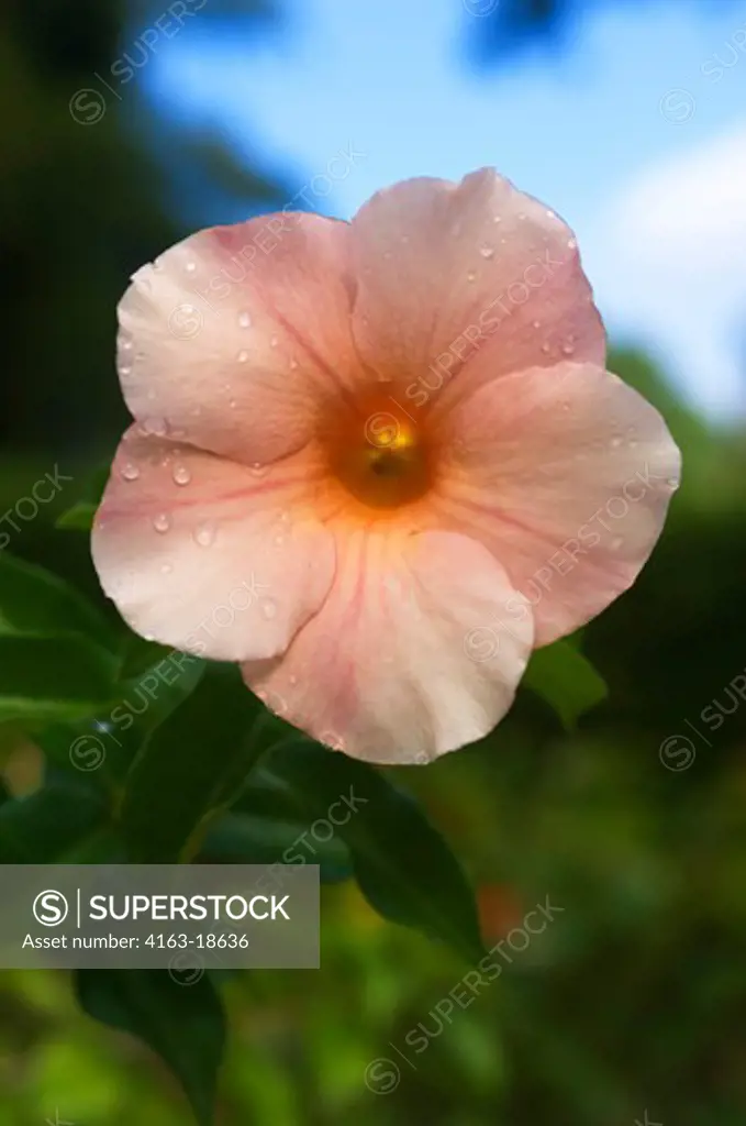 DOMINICA, ROSEAU, BOTANICAL GARDENS, PEACH ALAMANDA FLOWER