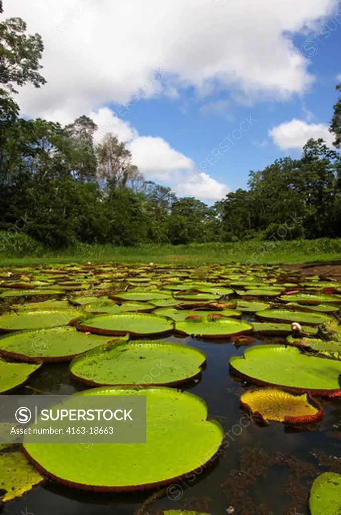 PERU, AMAZON BASIN, UCAYALI RIVER, VICTORIA AMAZONICA, GIANT WATER LILY
