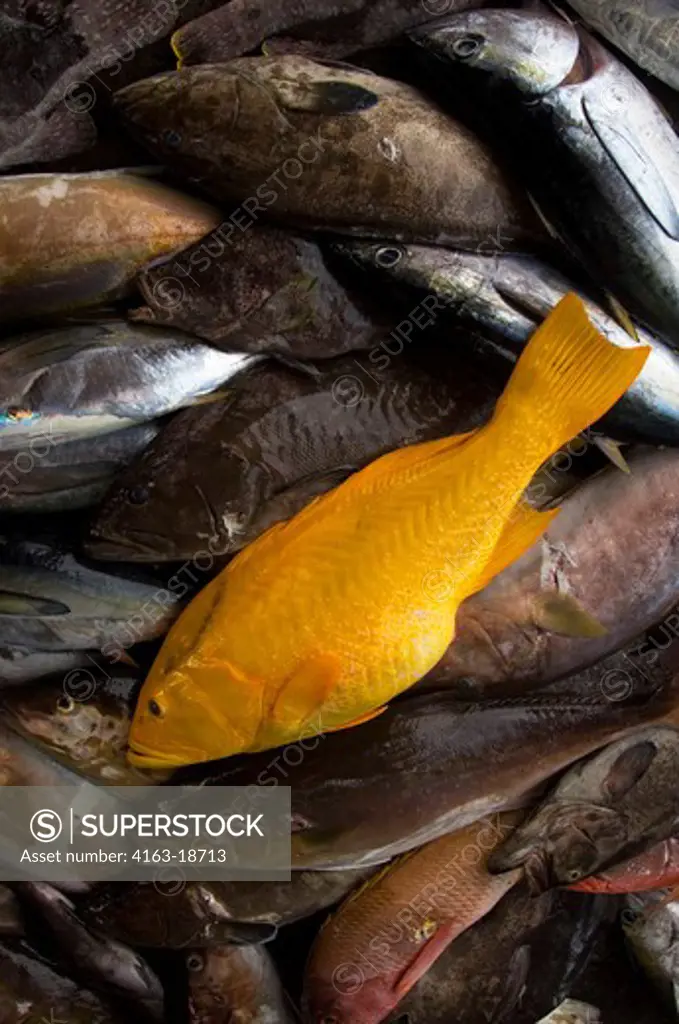ECUADOR, GALAPAGOS ISLANDS, SANTA CRUZ ISLAND, PUERTO AYORA, FRESH FISH AT FISH MARKET