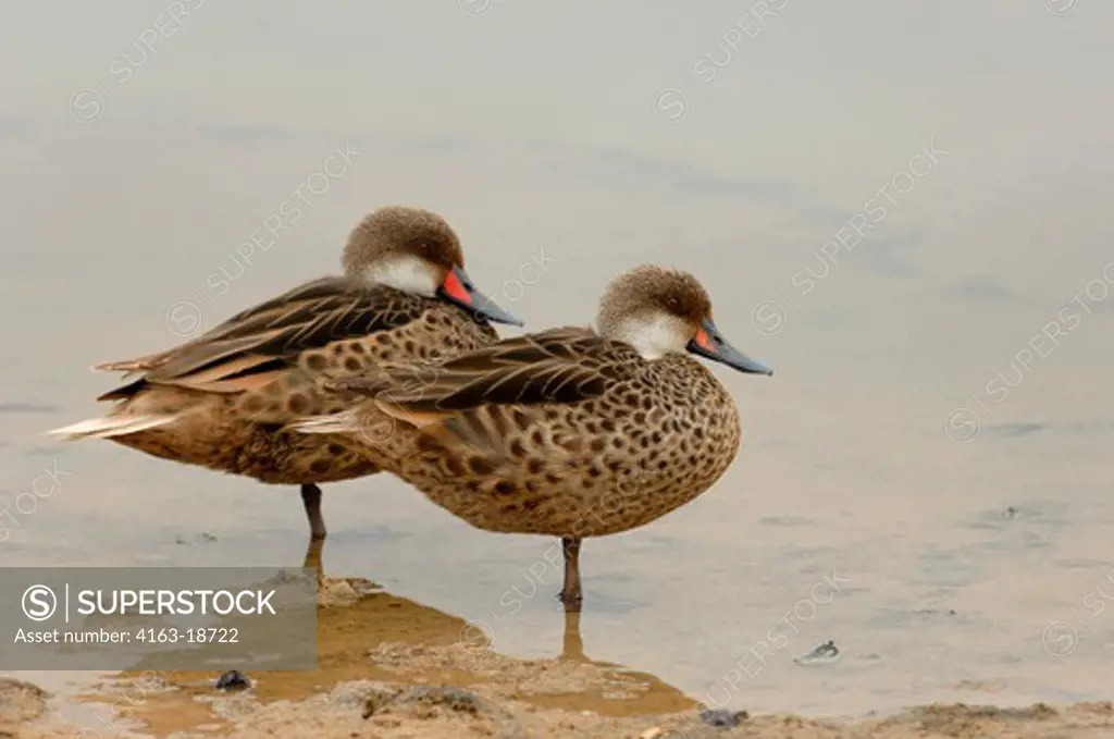 ECUADOR, GALAPAGOS ISLANDS, SANTA CRUZ ISLAND, BACHAS BEACH, GALAPAGOS PINTAIL