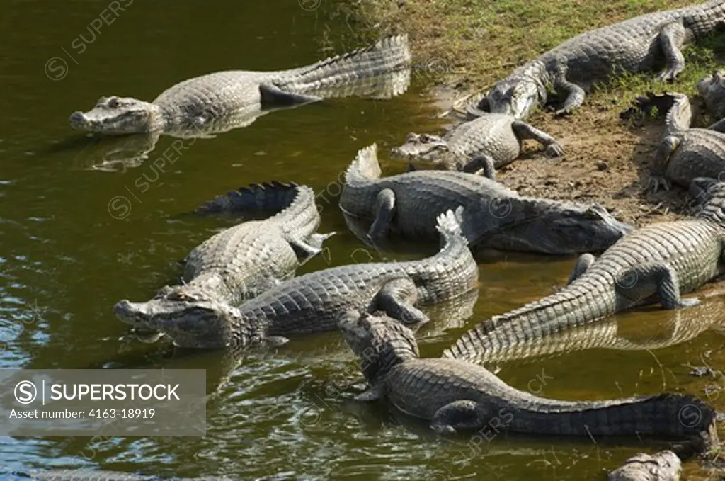 BRAZIL, MATO GROSSO, PANTANAL, REFUGIO ECOLOGICO CAIMAN, PARAGUAYAN CAIMANS ON LAKE SHORE, SUNNING , Caiman crocodilus yacare