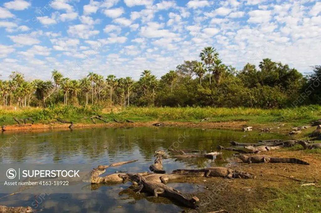 BRAZIL, MATO GROSSO, PANTANAL, REFUGIO ECOLOGICO CAIMAN, PARAGUAYAN CAIMANS ON LAKE SHORE, SUNNING , Caiman crocodilus yacare