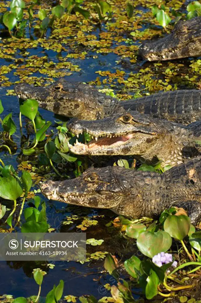 BRAZIL, MATO GROSSO, PANTANAL, REFUGIO ECOLOGICO CAIMAN, PARAGUAYAN CAIMANS (Caiman crocodilus yacare) IN WATER PLANTS