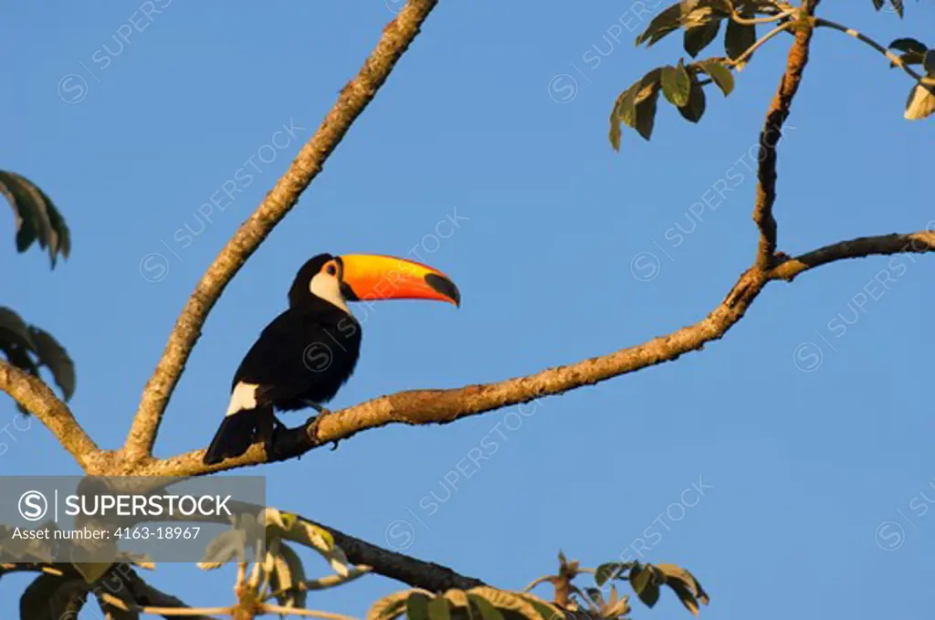 BRAZIL, MATO GROSSO, PANTANAL, REFUGIO ECOLOGICO CAIMAN, TOCO TOUCAN (Ramphastos toco) PERCHED IN TREE