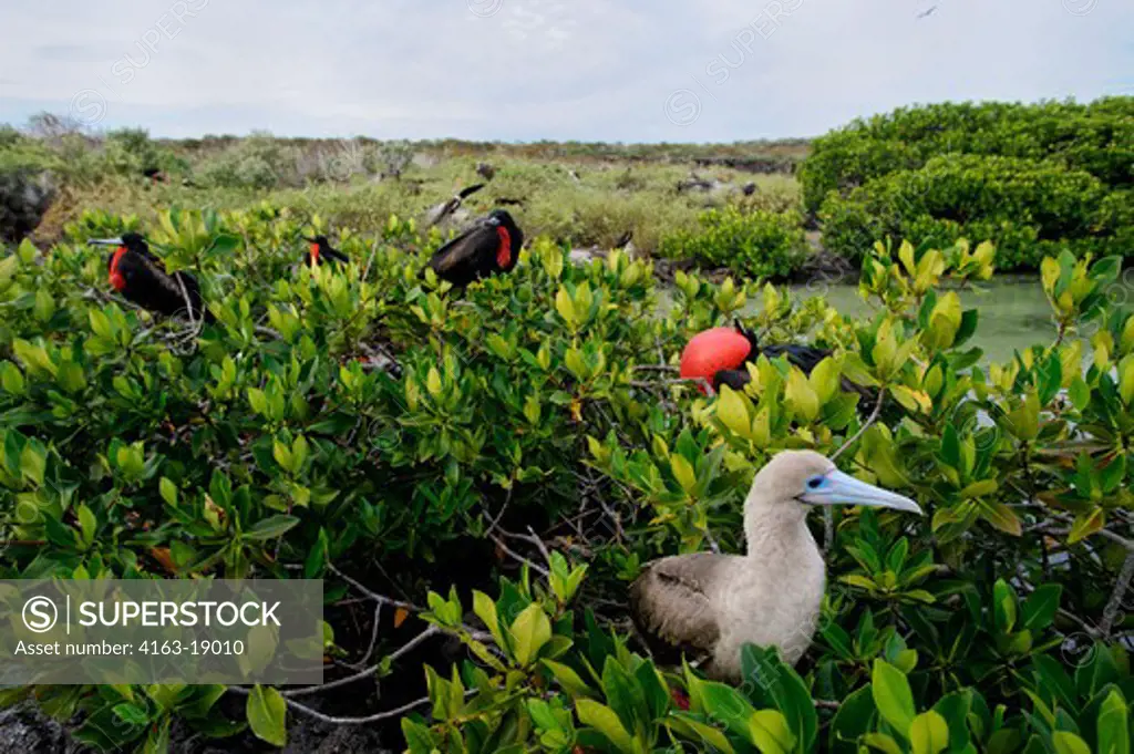 ECUADOR, GALAPAGOS ISLANDS, TOWER ISLAND (GENOVESA), RED-FOOTED BOOBY AND GREAT FRIGATE BIRDS