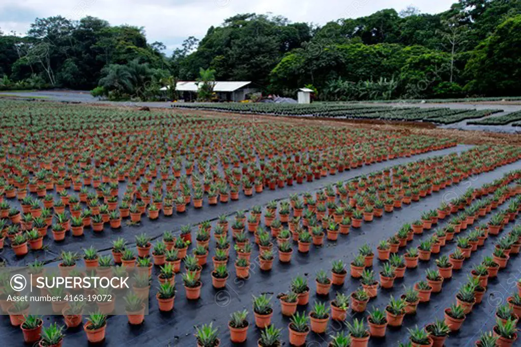 COSTA RICA, NEAR LA VIRGEN DE SARAPIQUI, COLLIN STREET BAKERY PINEAPPLE FARM TOUR, SMALL PINEAPPLE PLANTS