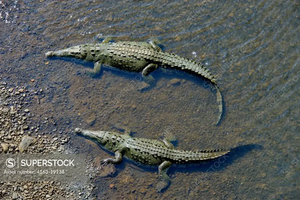 COSTA RICA, RIO TARCOLES, AMERICAN CROCODILES (Crocodylus acutus) IN RIVER
