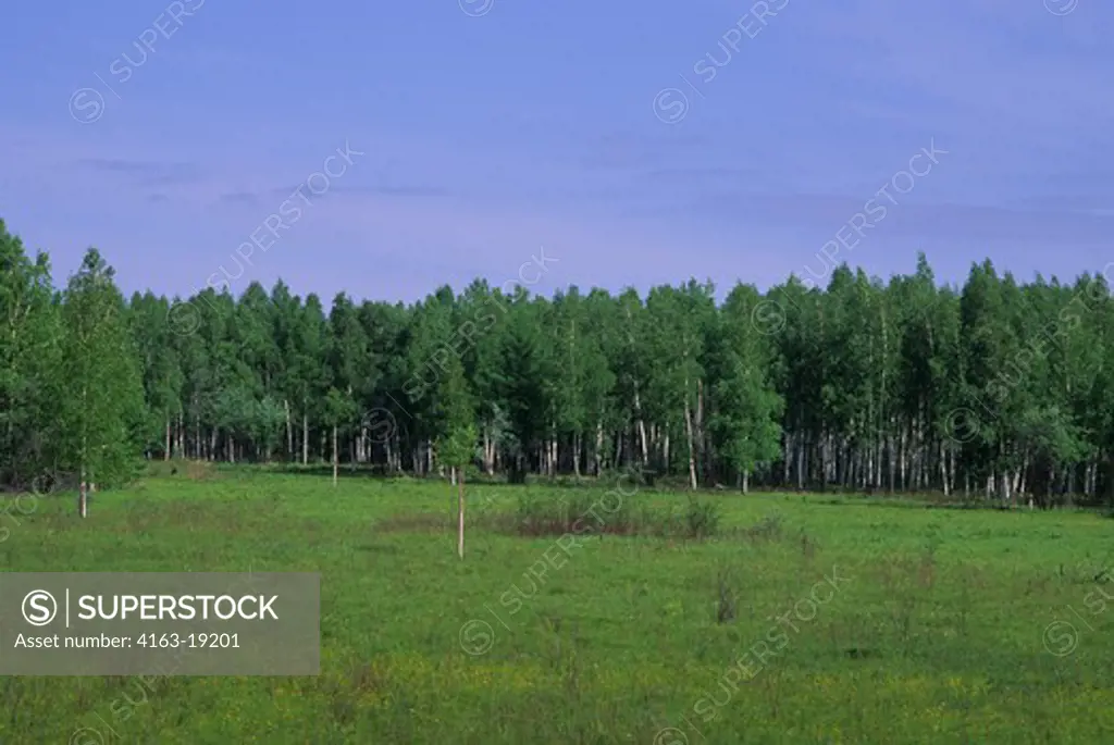 RUSSIA, SIBERIA NEAR MAGDAGACHI, TAIGA FOREST WITH BIRCH TREES