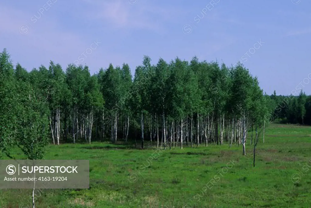 RUSSIA, SIBERIA NEAR MAGDAGACHI, TAIGA FOREST, LANDSCAPE WITH BIRCH TREES