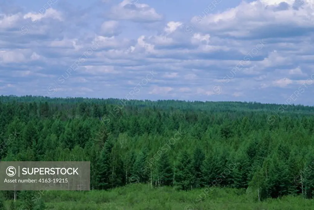 RUSSIA, SIBERIA NEAR URUSCHA, TAIGA FOREST WITH LARCH AND BIRCH TREES
