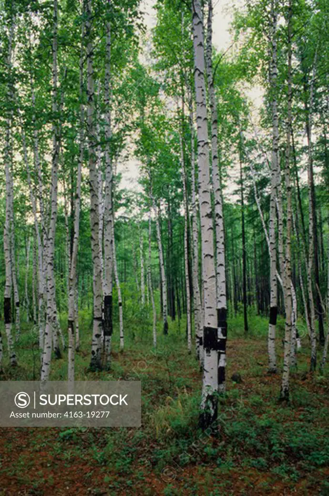 RUSSIA, SIBERIA, NEAR CHITA, BIRCH FOREST