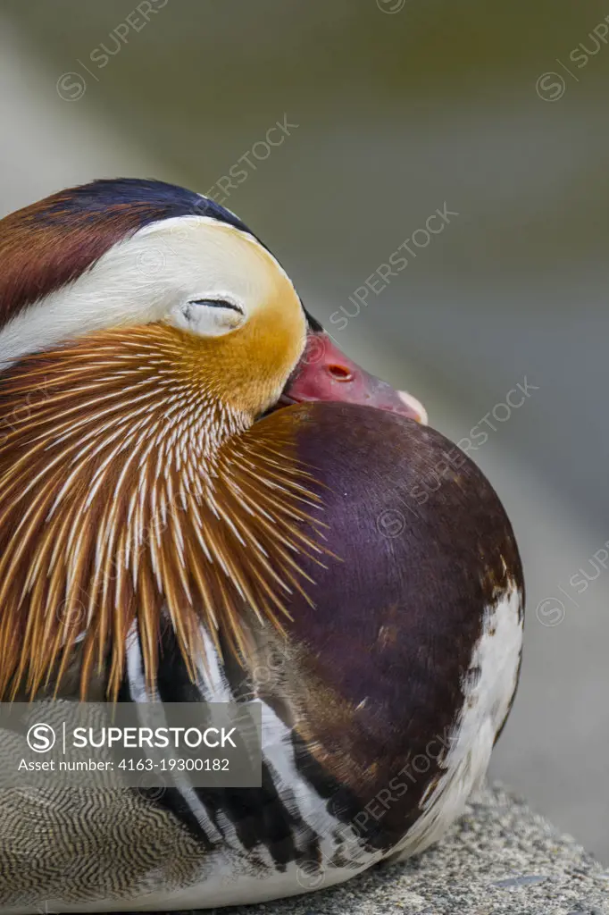 Close-up of an adult male mandarin duck (Aix galericulata) sleeping at Marina Park in Kirkland, Washington State, United States.