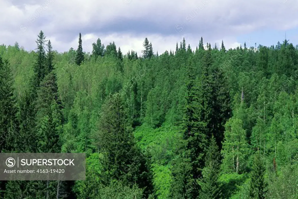 RUSSIA, SIBERIA, NEAR KRASNOYARSK, TAIGA FOREST
