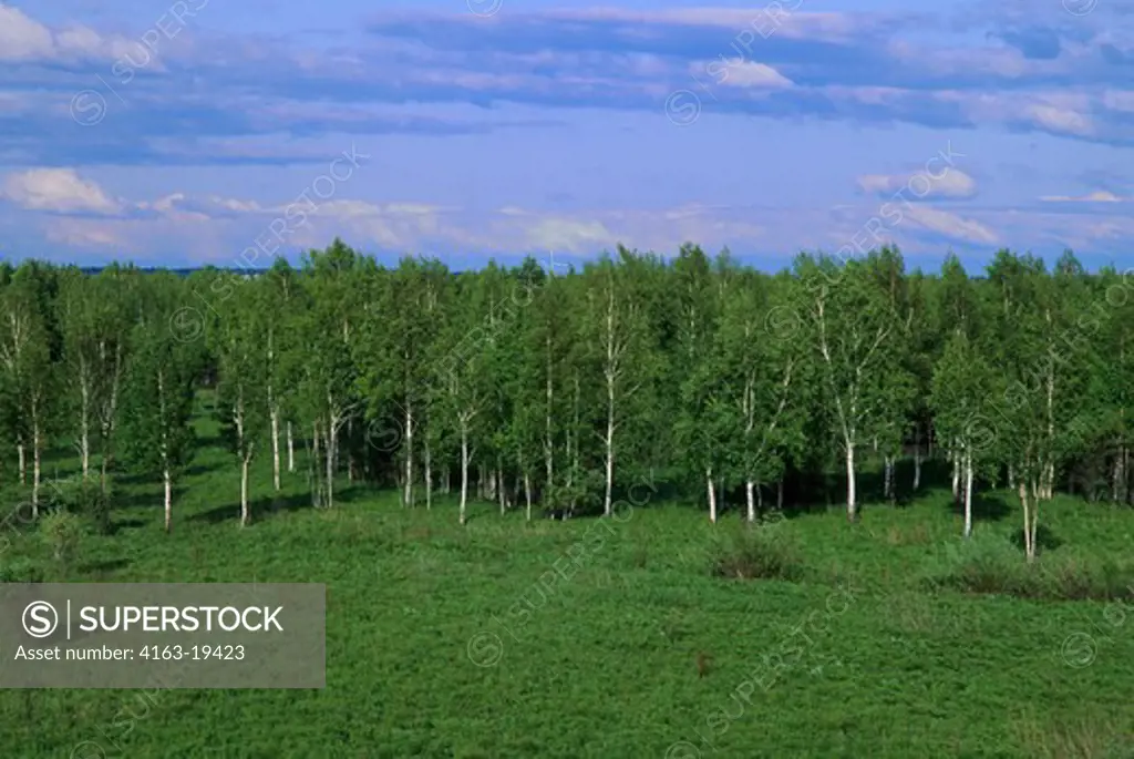 RUSSIA, SIBERIA, NEAR BOGOTOL, BIRCH FOREST