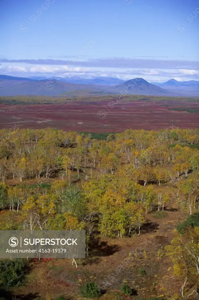 RUSSIA, KAMCHATKA, VIEW OF FOREST AND TUNDRA BETWEEN AVACHA AND ZHUPANOVSKY VOLCANOES