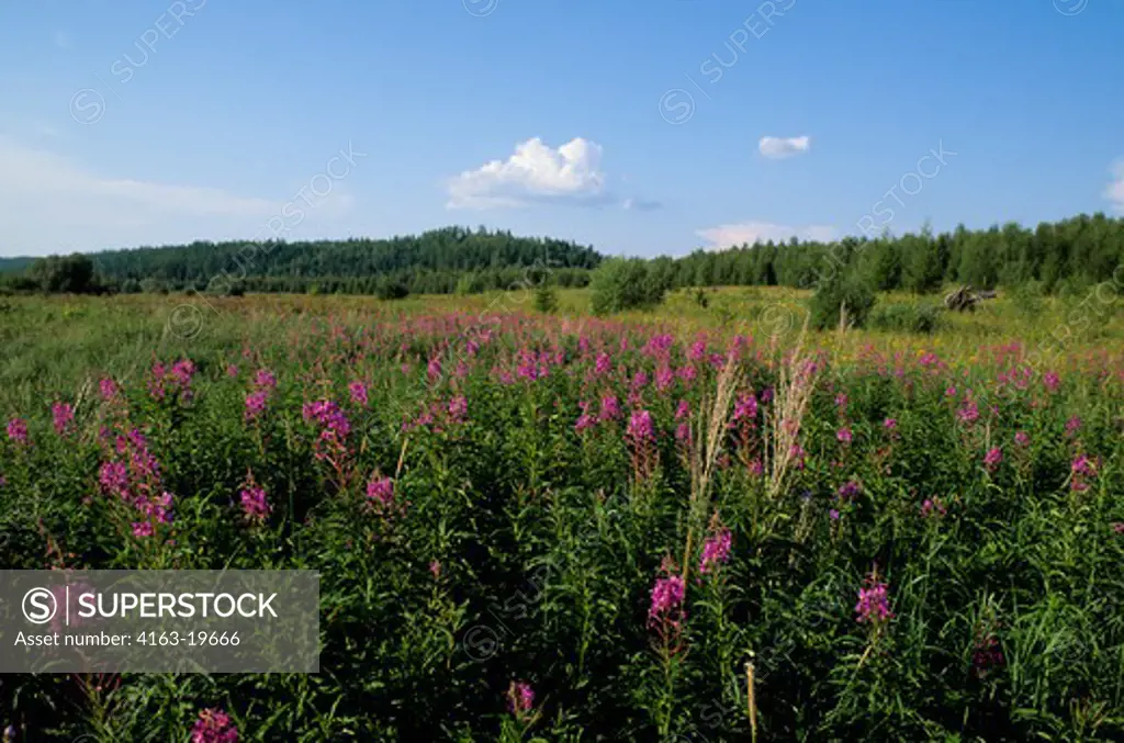 RUSSIA, SIBERIA, YENISEY RIVER, LEBED, NATURE PRESERVE, MEADOW WITH FIREWEED, TAIGA FOREST