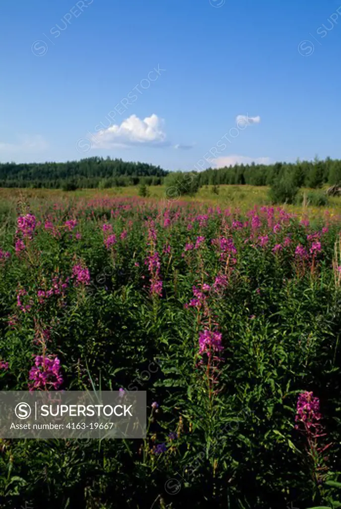 RUSSIA, SIBERIA, YENISEY RIVER, LEBED, NATURE PRESERVE, MEADOW WITH FIREWEED