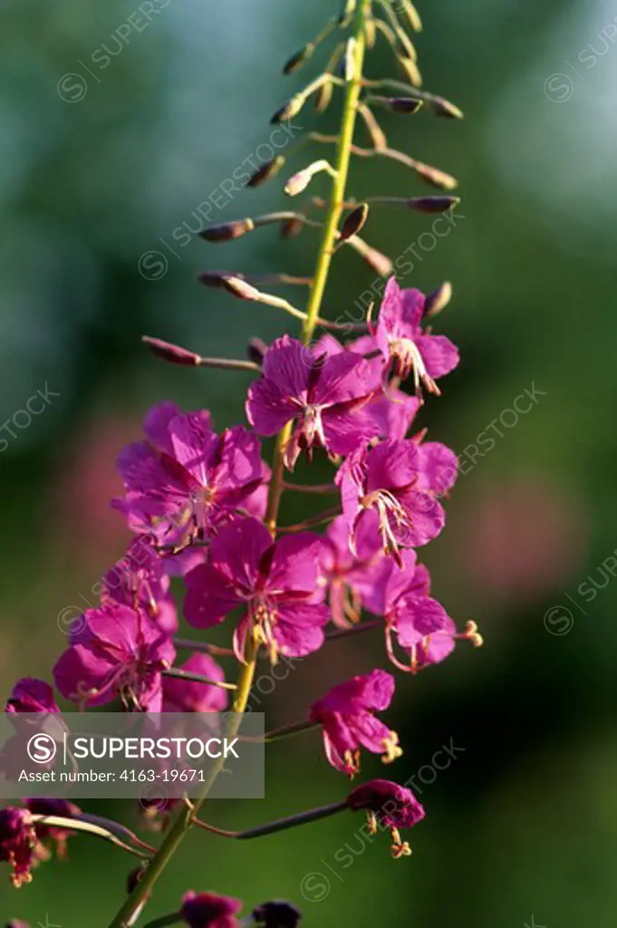 RUSSIA, SIBERIA, YENISEY RIVER, LEBED, NATURE PRESERVE, CLOSE-UP OF FIREWEED