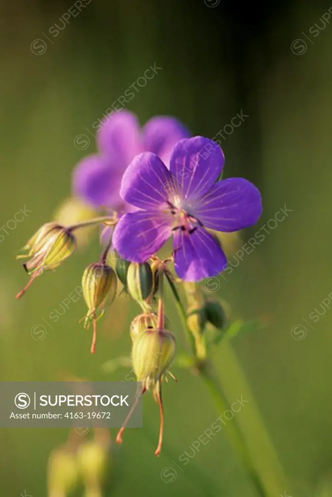 RUSSIA, SIBERIA, YENISEY RIVER, LEBED, NATURE PRESERVE, CLOSE-UP OF CRANESBILL