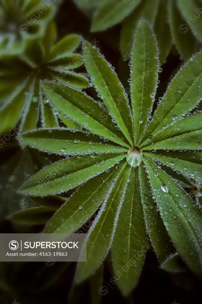 LUPINE LEAVES COVERED WITH MORNING DEW
