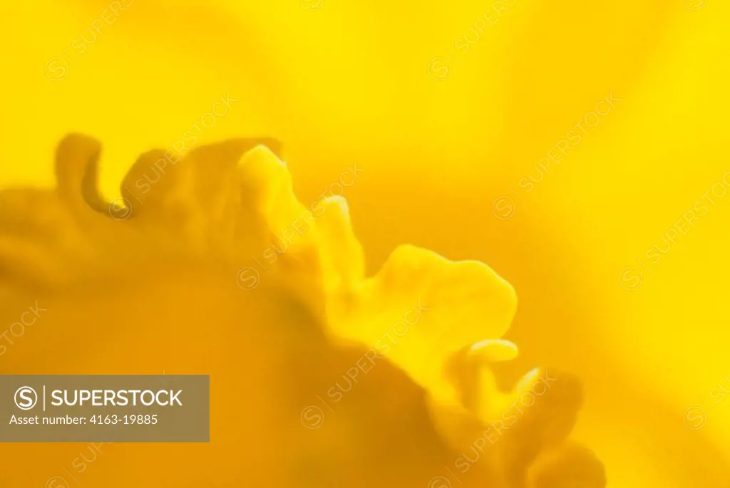 CLOSE-UP OF DAFFODIL FLOWER IN APRIL