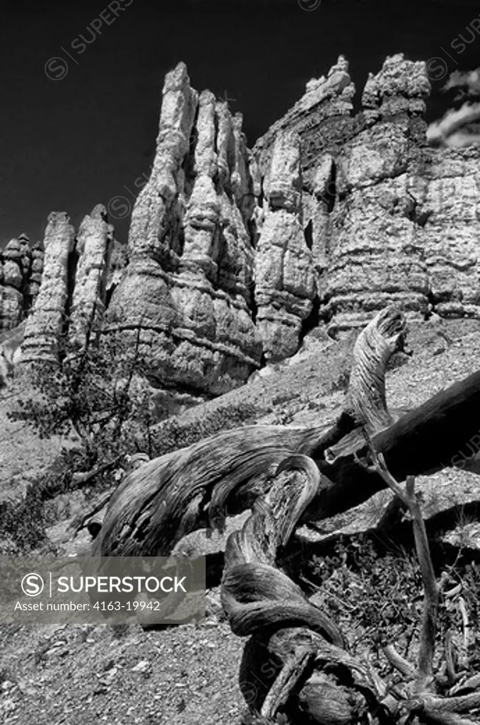 USA, UTAH, BRYCE CANYON NATIONAL PARK, QUEEN'S GARDEN, HOODOO ROCK FORMATIONS, DEAD PINE TREE