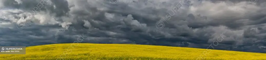 Usa, Idaho State, Palouse Country Near Moscow, Canola Field With Storm Clouds, Panorama Photo, Print Size 51 By 11 Inches