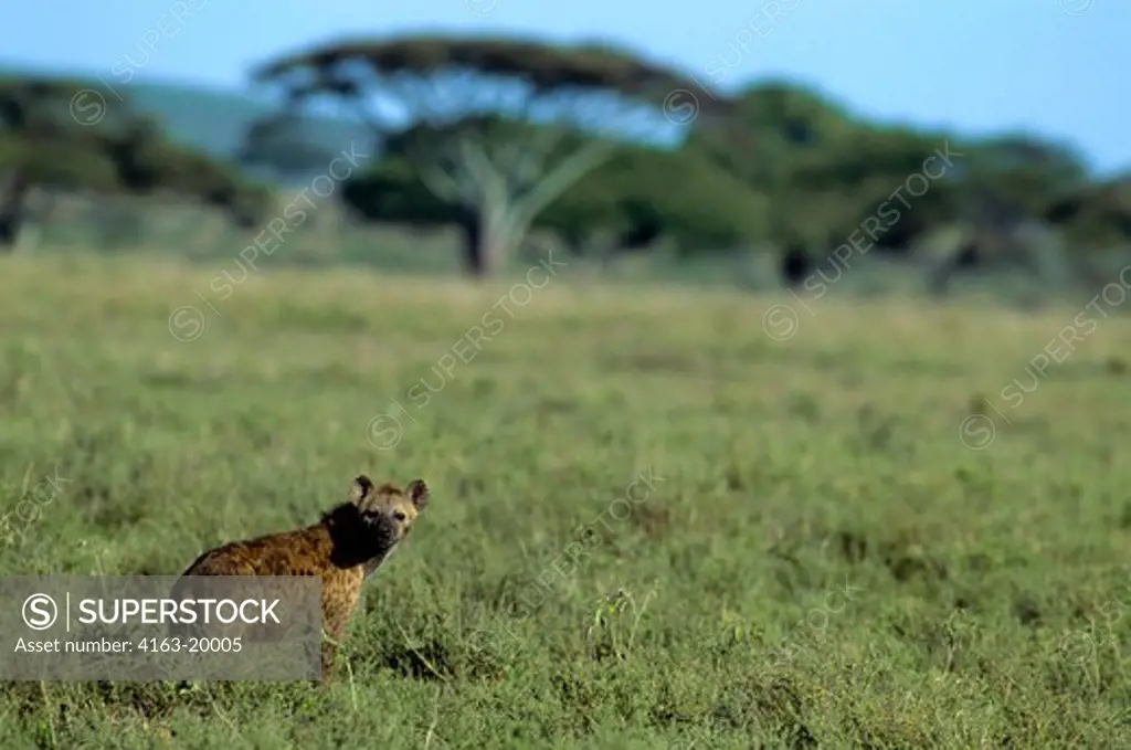 Tanzania, Serengeti, Spotted Hyaena
