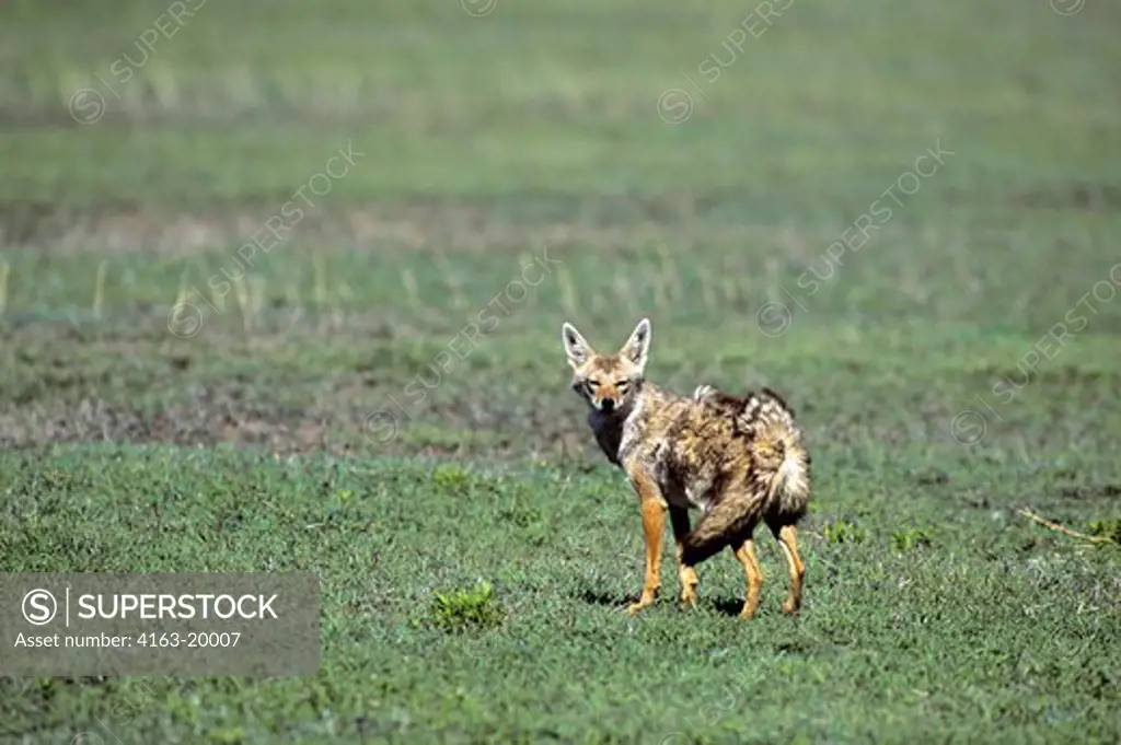 Tanzania, Serengeti, Common Jackal