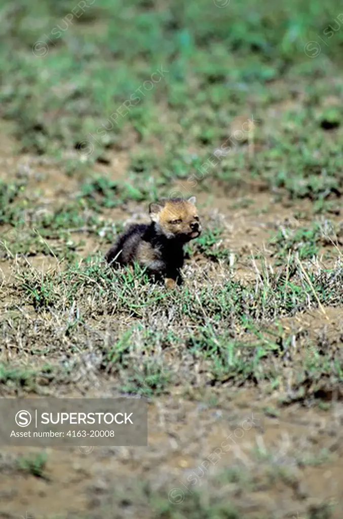 Tanzania, Serengeti, Common Jackal Pup