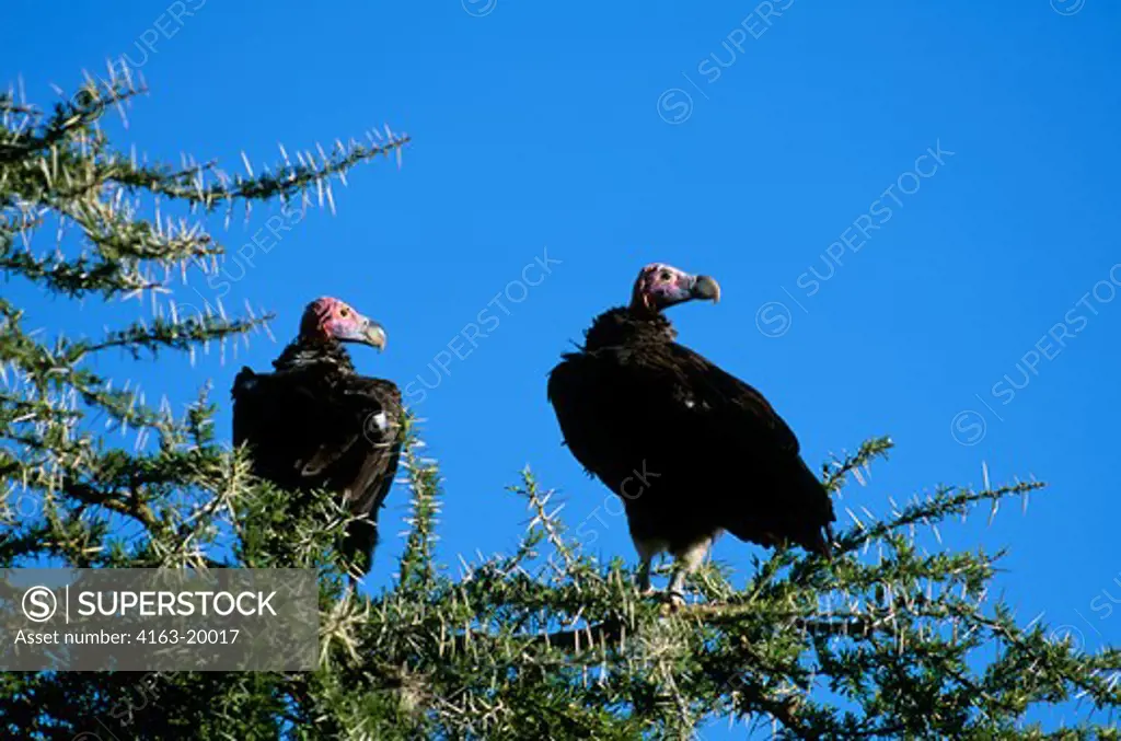 Tanzania, Serengeti, Nubian Vultures Sitting In Acacia Tree