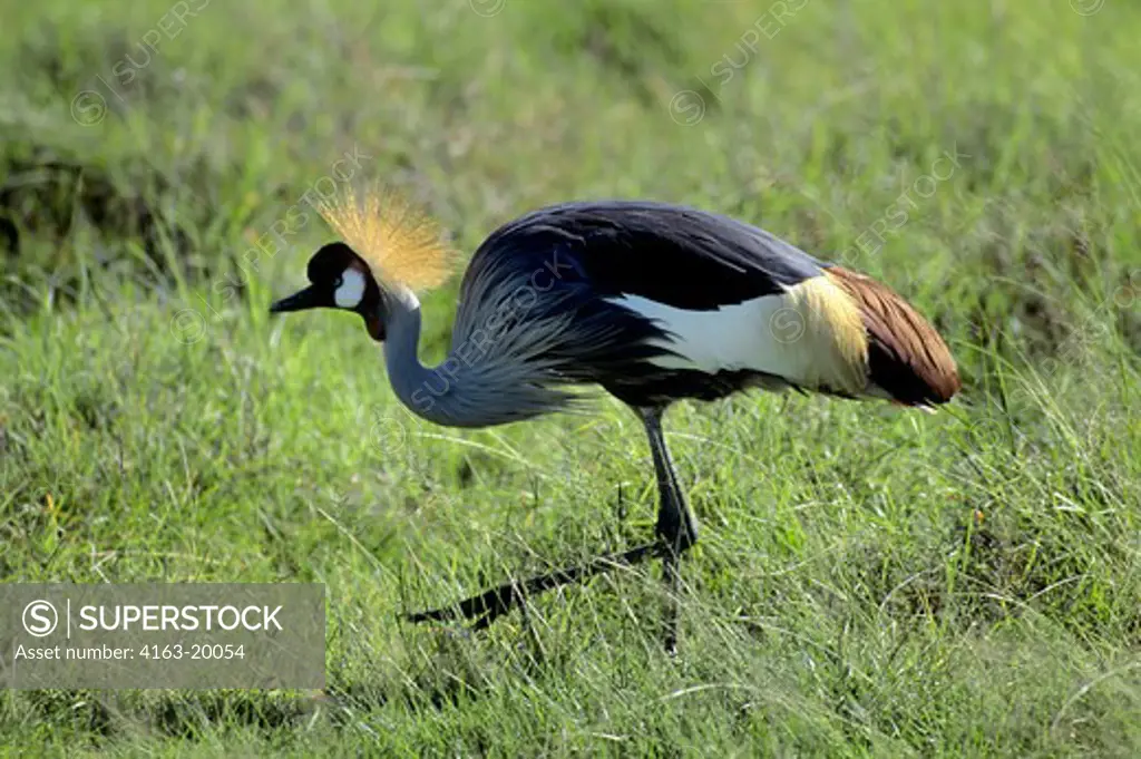 Tanzania, Ngorongoro Crater, Crowned Crane Feeding On Grass