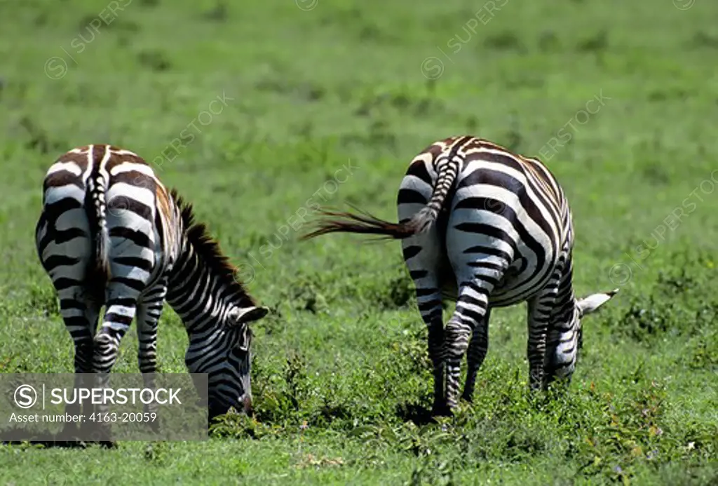 Tanzania, Ngorongoro Crater, Grazing Zebras