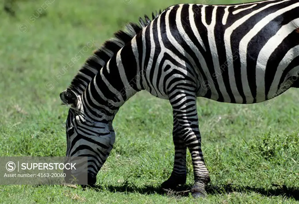 Tanzania, Ngorongoro Crater, Grazing Zebra