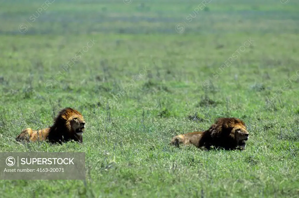 Tanzania, Ngorongoro Crater, Lions