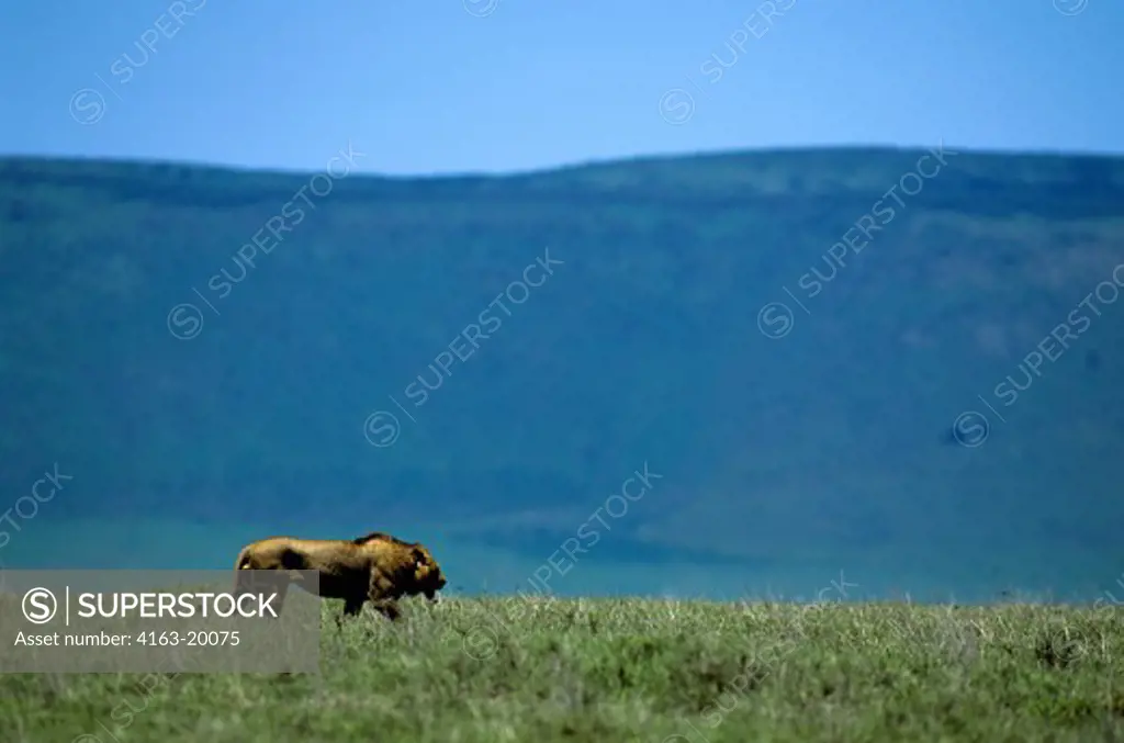 Tanzania, Ngorongoro Crater, Lion