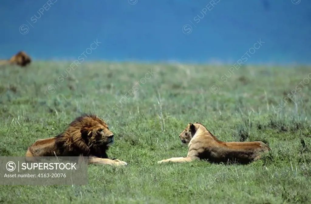 Tanzania, Ngorongoro Crater, Lion And Lioness