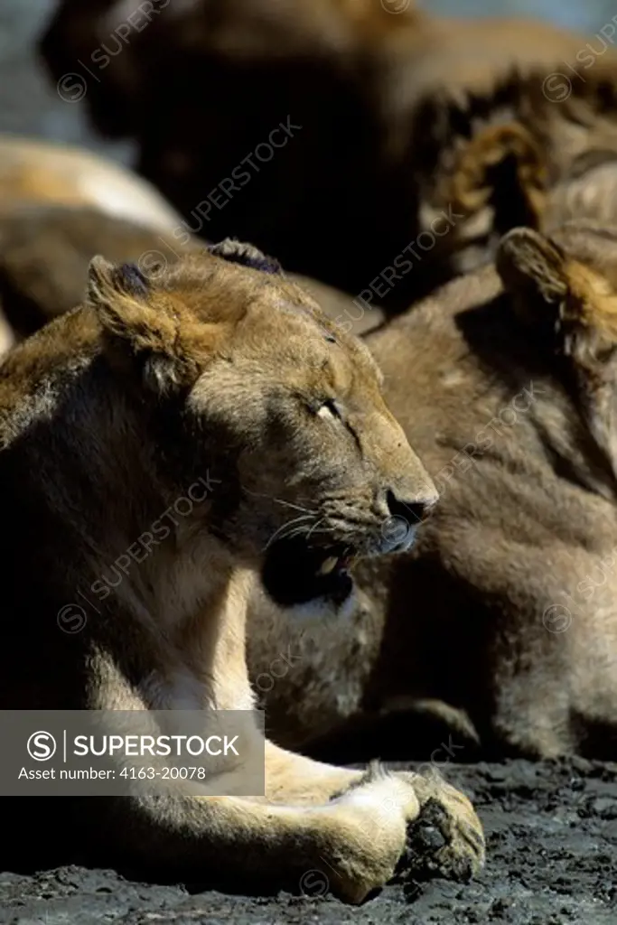 Tanzania, Ngorongoro Crater, Lions Resting