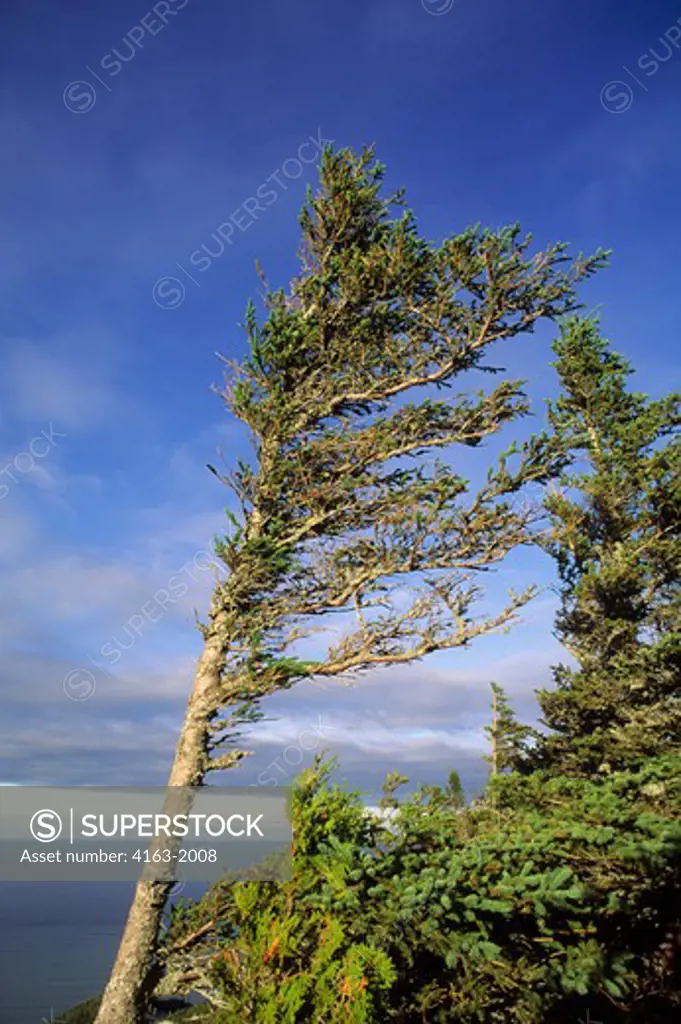 CANADA, QUEBEC, GASPE, NEAR PERCE, SPRUCE TREE SHAPED BY WIND