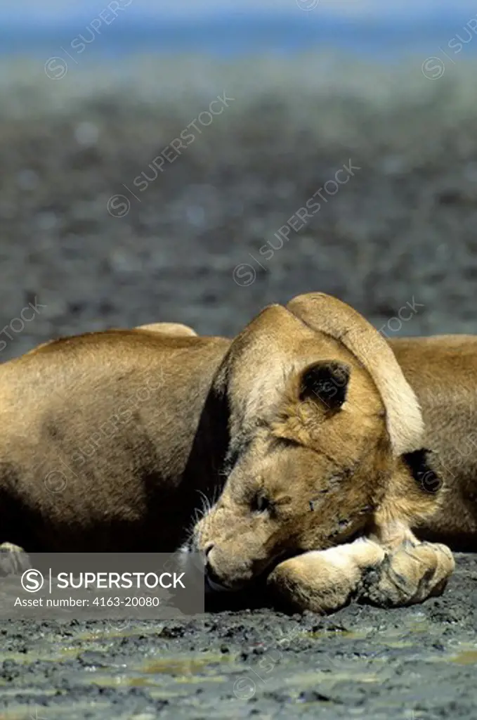 Tanzania, Ngorongoro Crater, Lioness Sleeping
